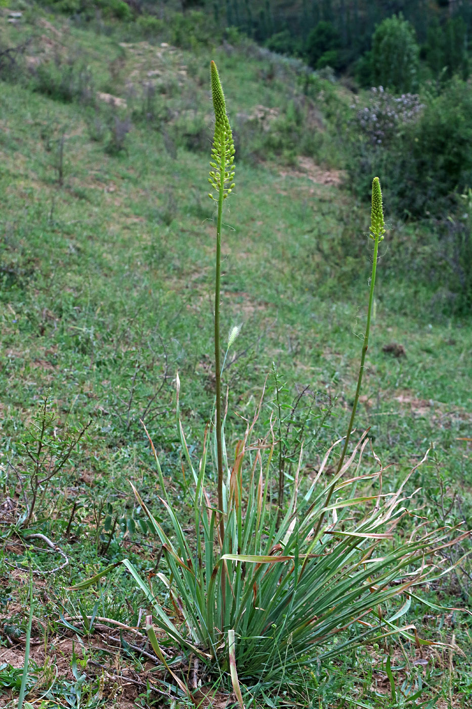 Изображение особи Eremurus stenophyllus.