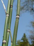 Equisetum hyemale