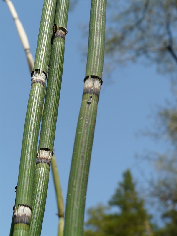 Изображение особи Equisetum hyemale.