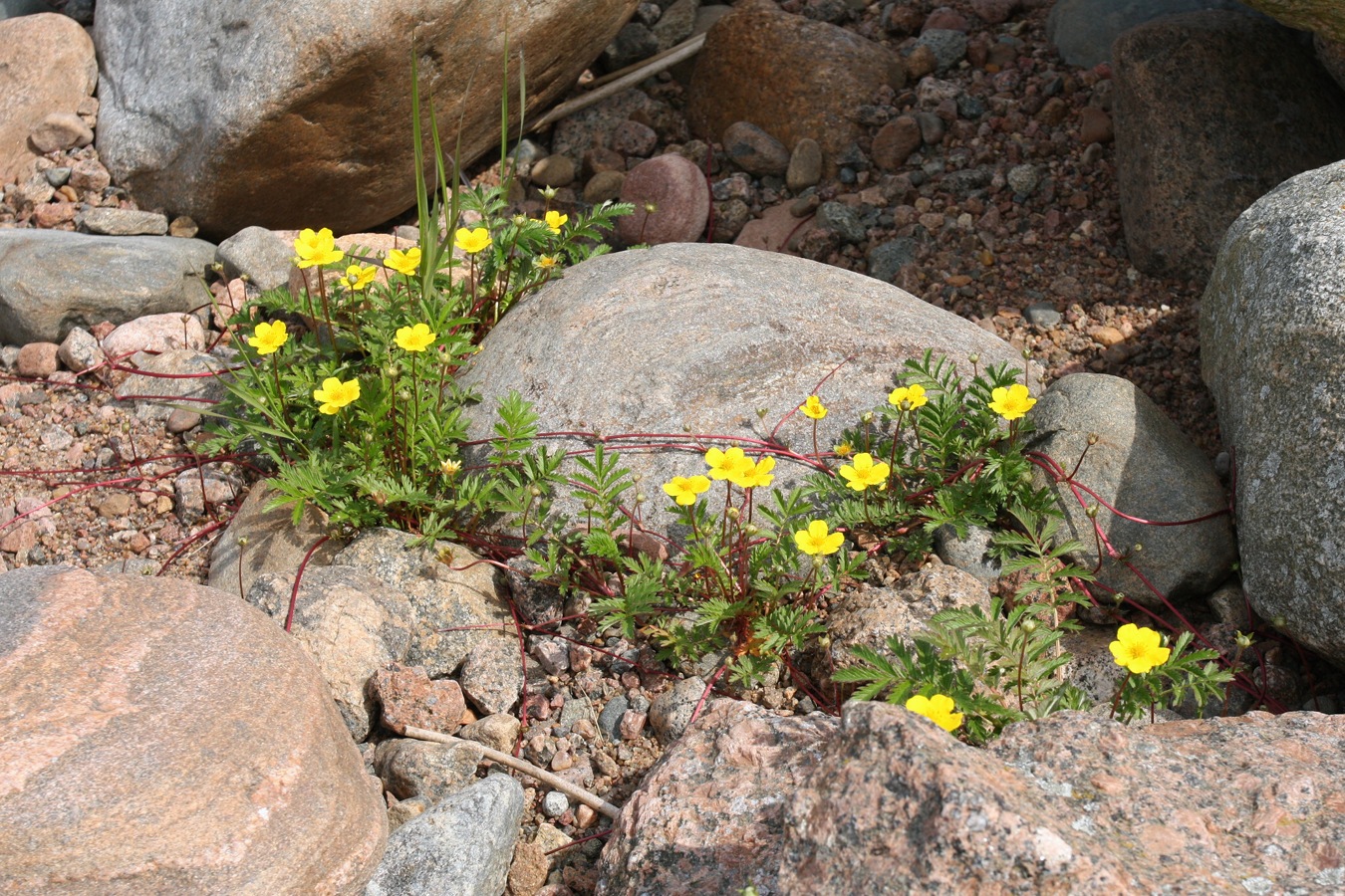 Image of Potentilla anserina specimen.