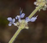 Coleus australis