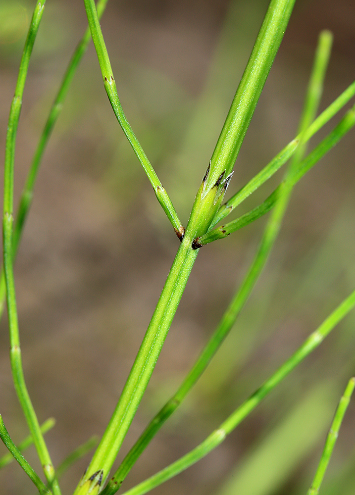 Изображение особи Equisetum palustre.