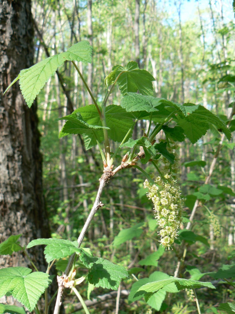 Image of genus Ribes specimen.