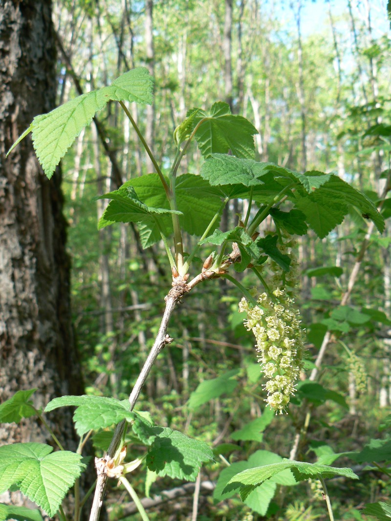 Изображение особи род Ribes.