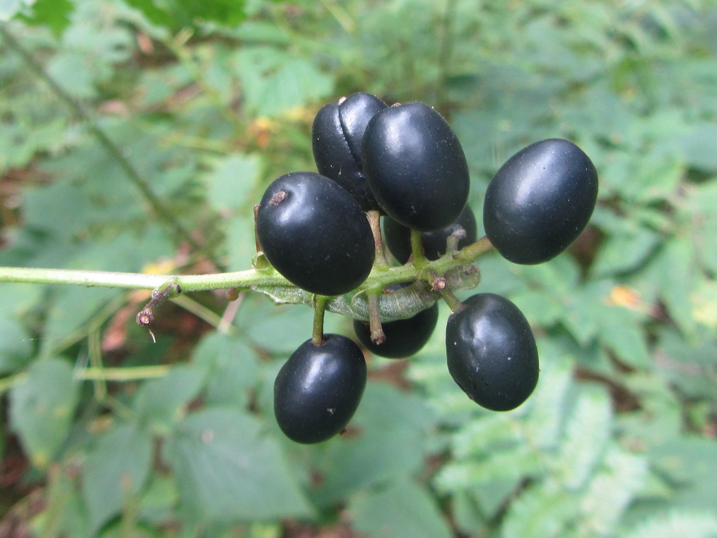 Image of Actaea spicata specimen.