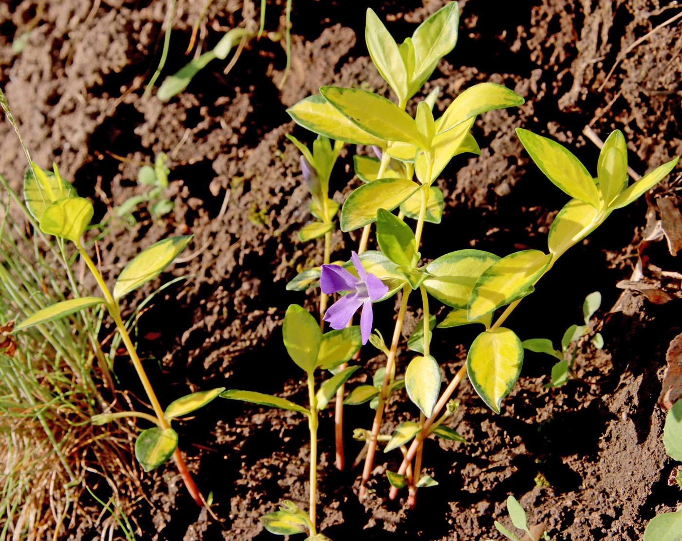 Image of Vinca minor f. argenteo-variegata specimen.