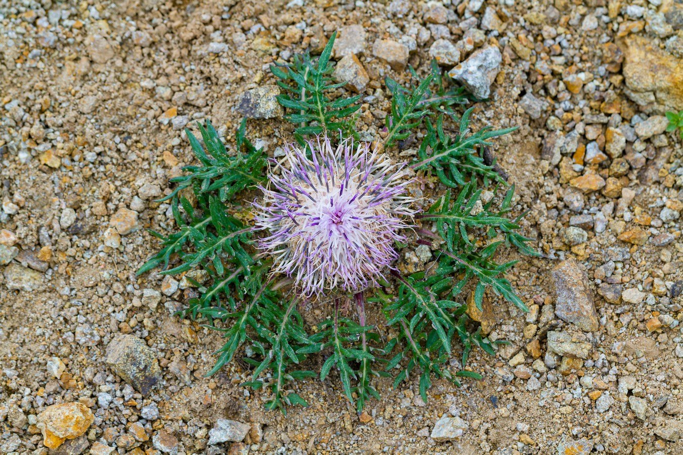 Image of Jurinella subacaulis specimen.