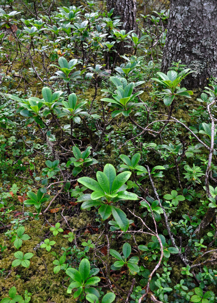 Image of Rhododendron aureum specimen.