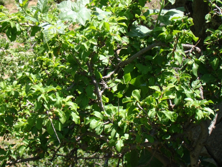 Image of Prunus cerasifera specimen.