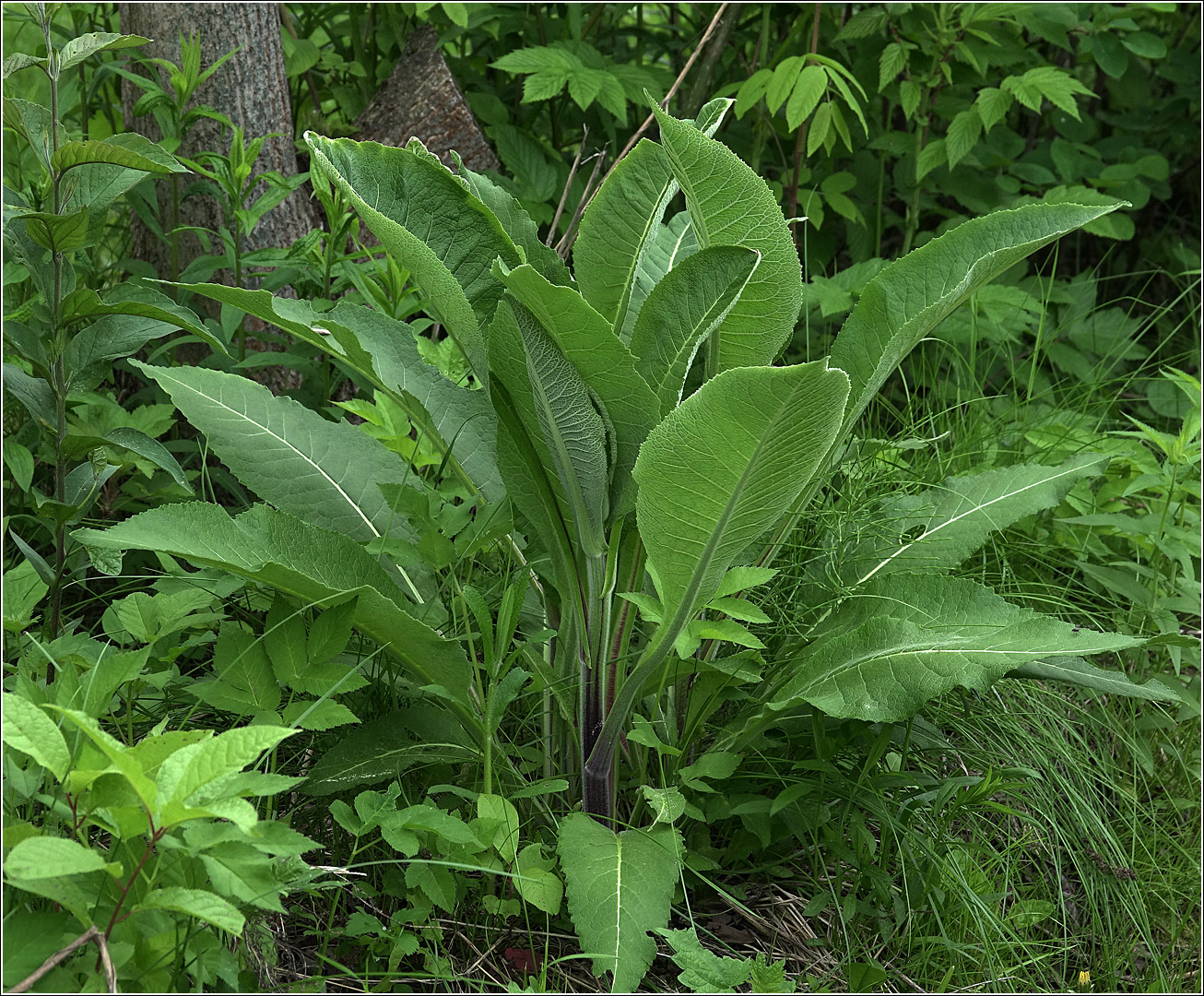 Изображение особи Inula helenium.