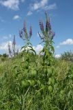 Veronica longifolia. Цветущее растение, отросшее после скашивания. Псковская обл., Псковский р-н, окр. дер. Филатова Гора; дол. р. Великая, пойменный разнотравно-злаковый луг. 29.07.2021.