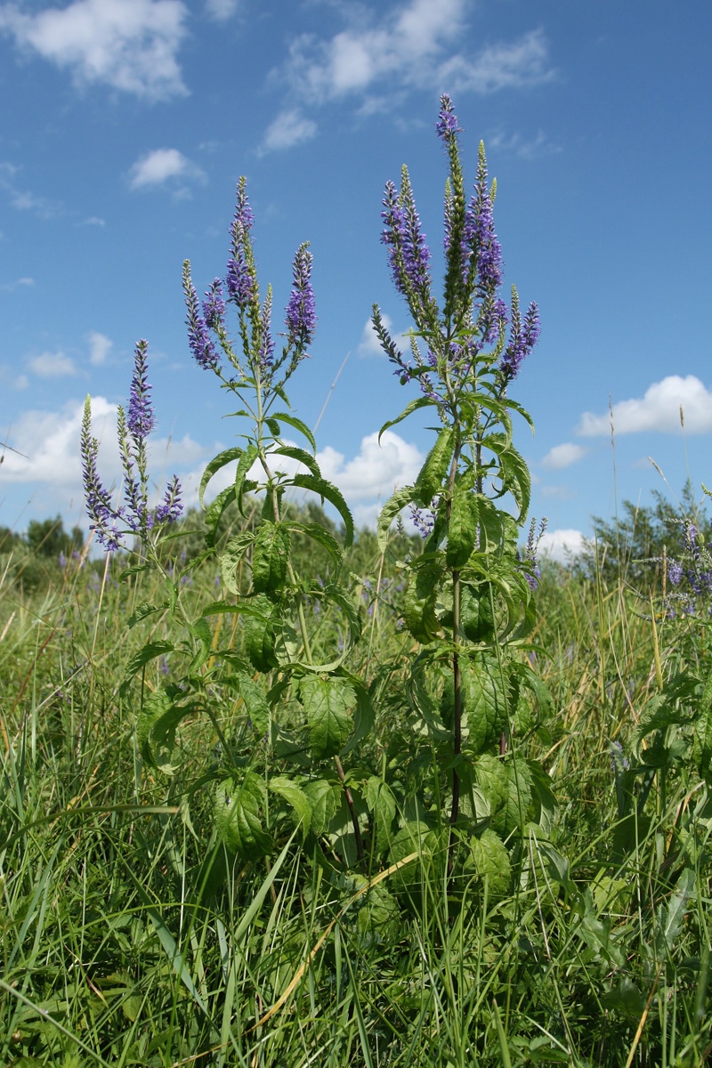 Image of Veronica longifolia specimen.