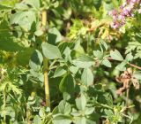 Origanum vulgare. Часть веточки. Республика Алтай, Усть-Коксинский р-н, левый берег р. Катунь, окр. лога Ядрушка, травянистый склон. 31.07.2020.