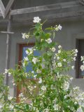 genus Philadelphus