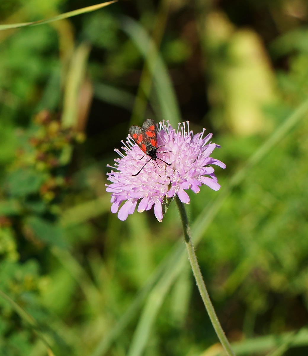 Image of Knautia arvensis specimen.