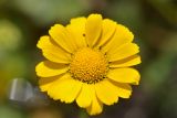 Anthemis marschalliana ssp. pectinata