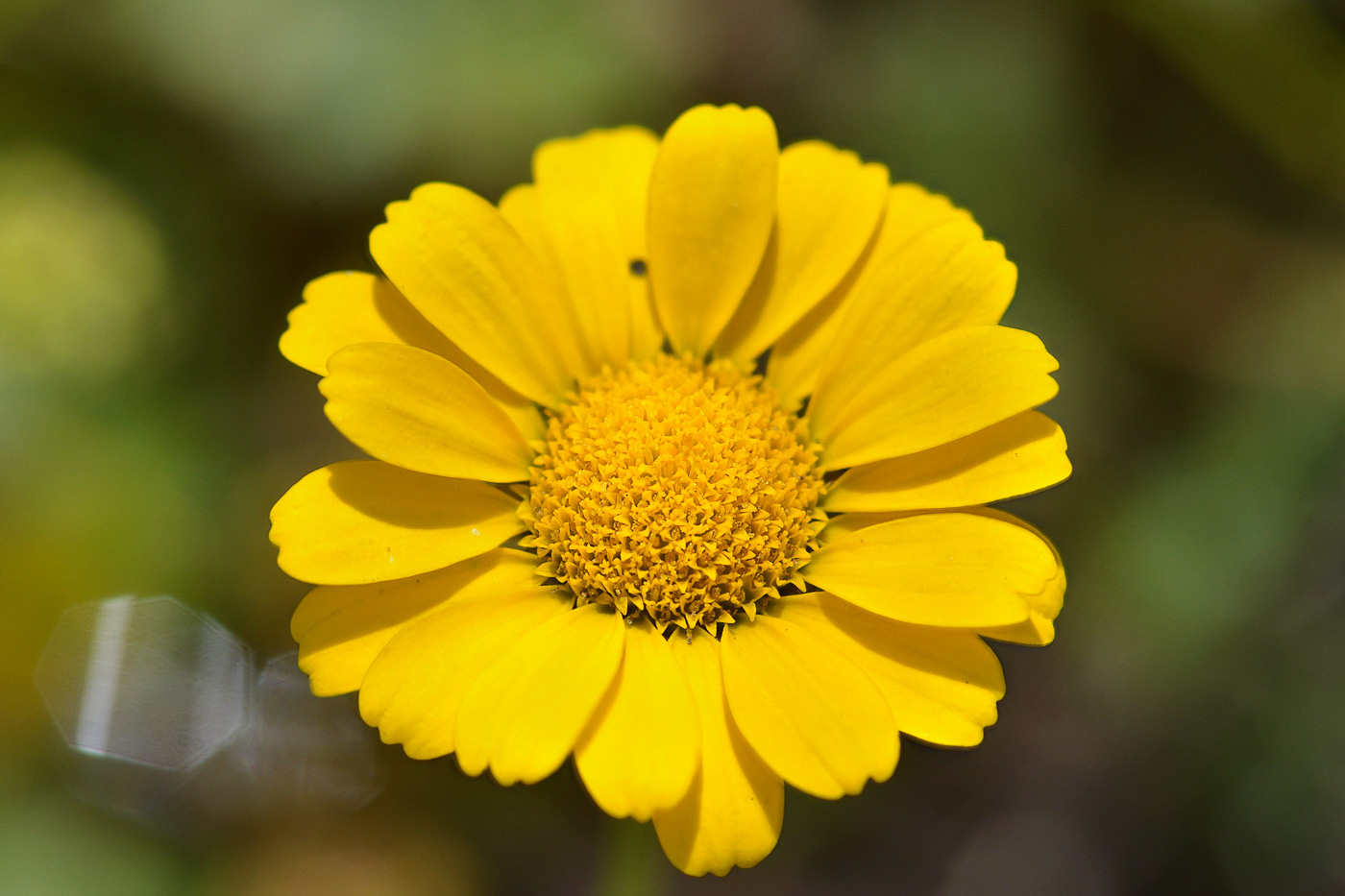 Image of Anthemis marschalliana ssp. pectinata specimen.