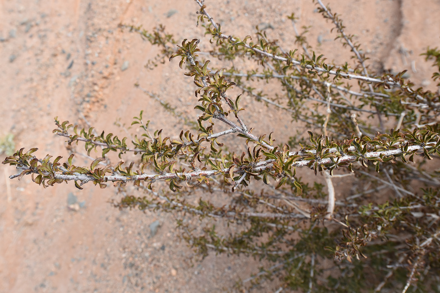 Image of Cerasus tianshanica specimen.