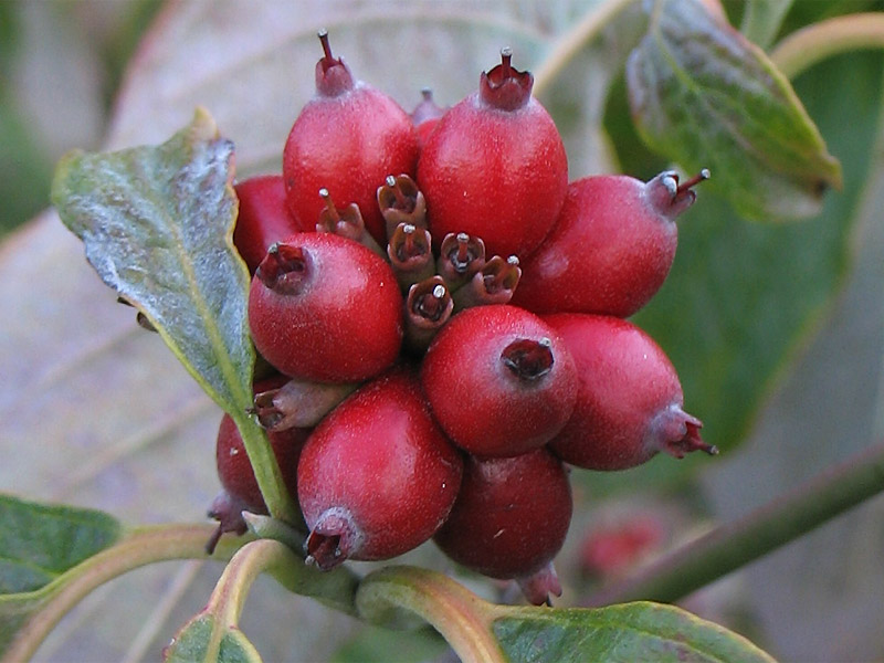 Image of Cynoxylon florida specimen.