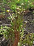 Ranunculus repens