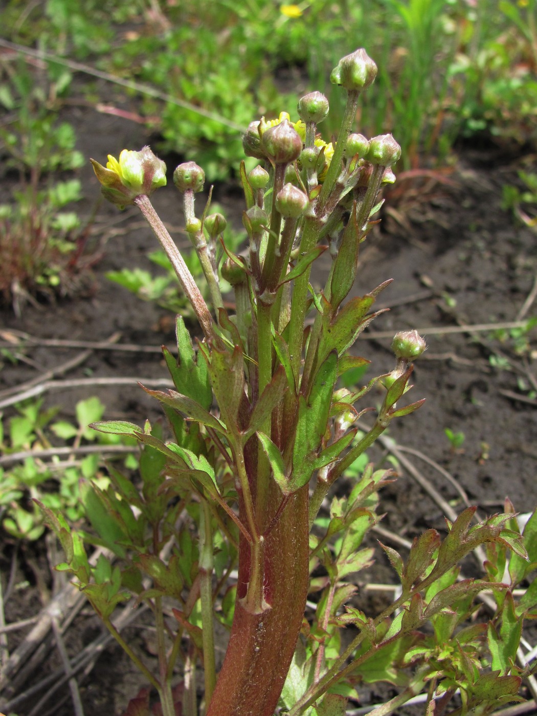 Image of Ranunculus repens specimen.