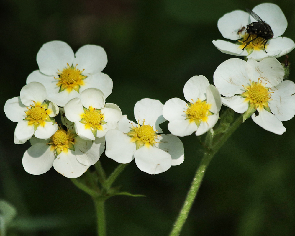 Изображение особи Fragaria moschata.