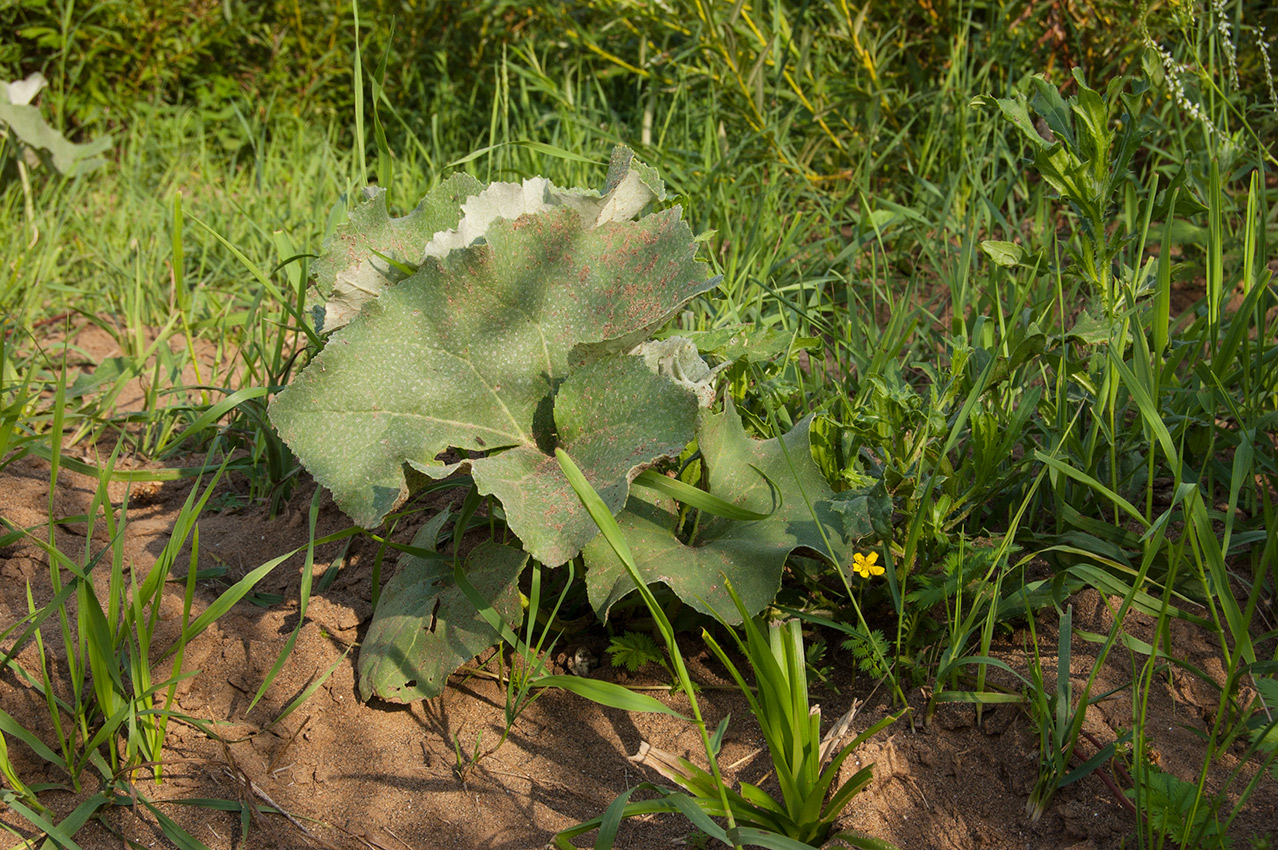 Image of Petasites spurius specimen.