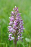 Orchis militaris. Соцветие. Волгоградская обл., Серафимовичский р-н, Трясиновское с/п, окр. хутора Себряков, природный парк \"Усть-Медведицкий\", дол. р. Медведица, возвышенный участок влажного солонцеватого пойменного луга. 25 мая 2021 г.