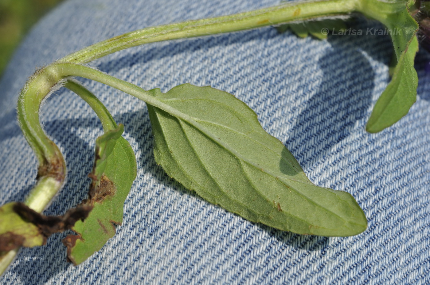 Изображение особи Prunella japonica.