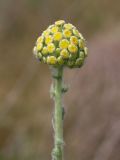 Pseudohandelia umbellifera