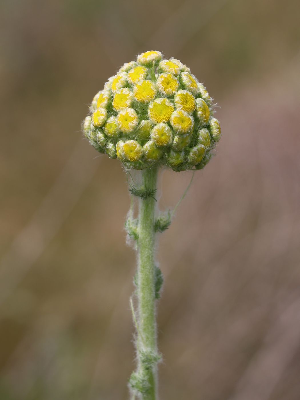Image of Pseudohandelia umbellifera specimen.
