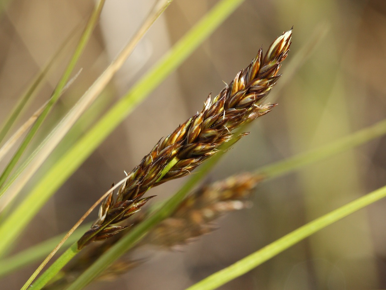 Изображение особи Carex appropinquata.