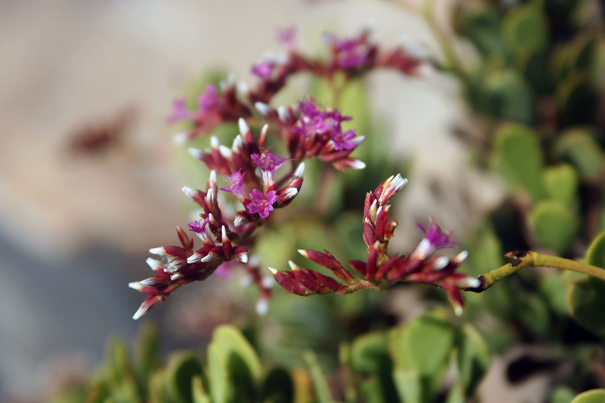 Изображение особи Limonium paulayanum.