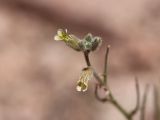Parrya tschimganica. Верхушка соцветия. Узбекистан, Ташкентская обл., западные отроги Чаткальского хребта, Большой Чимган, ур. Аксай, около 2200 м н.у.м., на крутом каменистом склоне у подножия Аксайского водопада. 16.06.2021.
