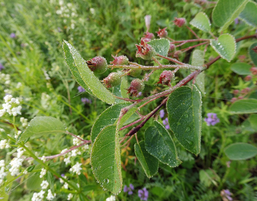 Image of Amelanchier ovalis specimen.