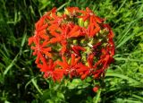 Lychnis chalcedonica