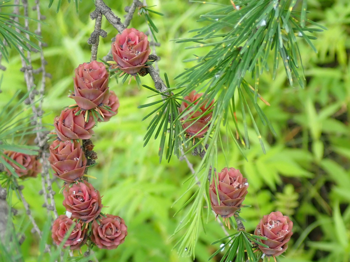 Image of genus Larix specimen.