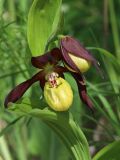 Cypripedium calceolus