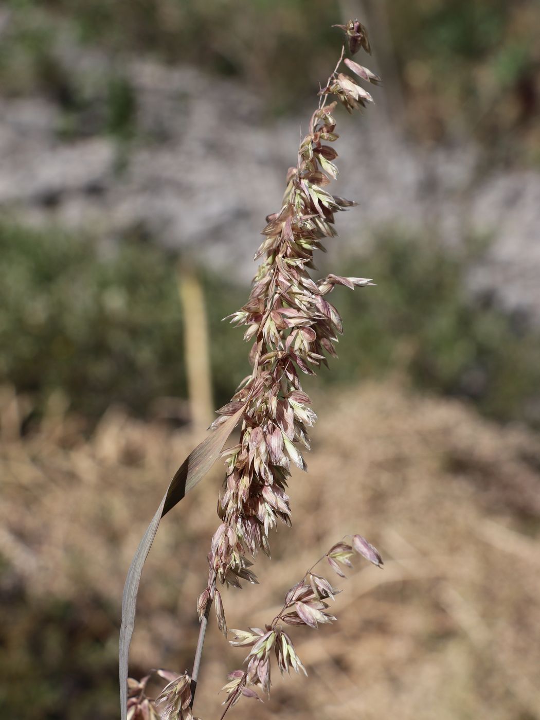 Image of Melica altissima specimen.