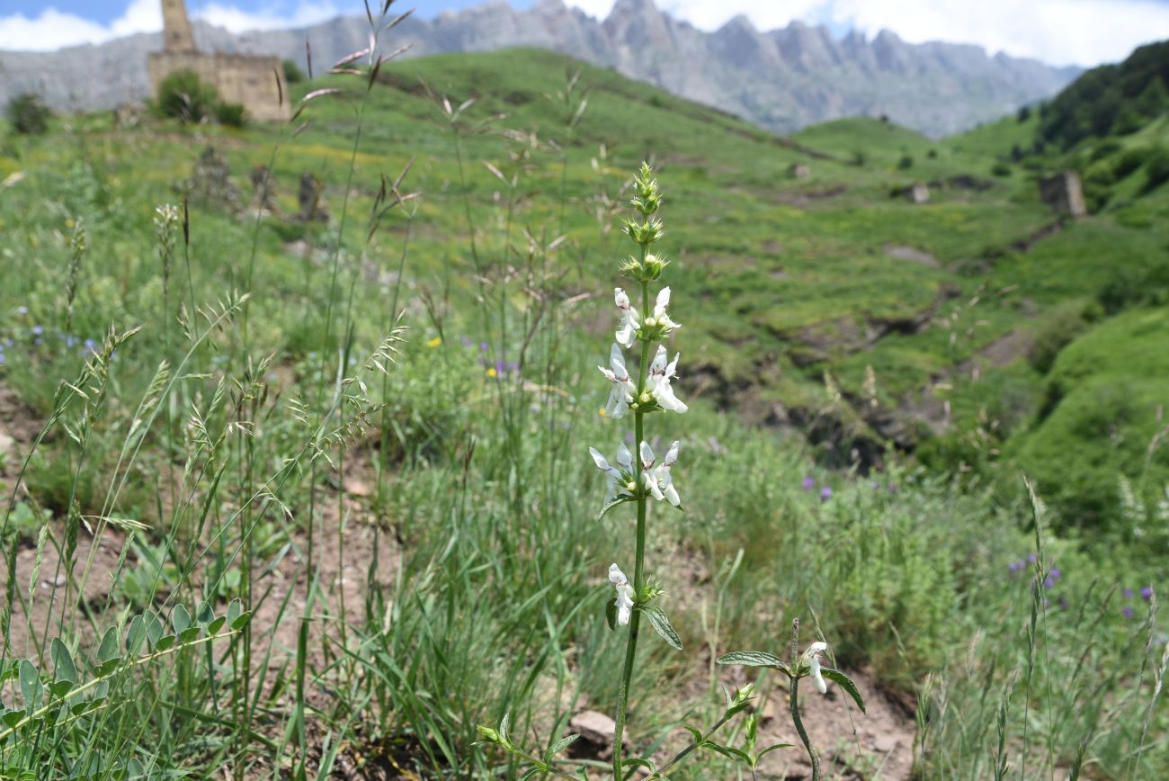 Image of Stachys atherocalyx specimen.