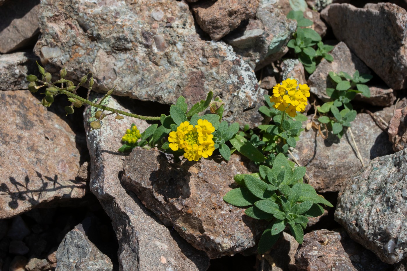 Изображение особи Alyssum oschtenicum.