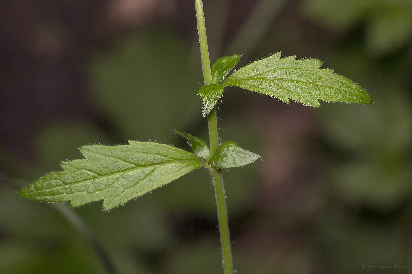 Image of Geum urbanum specimen.