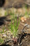 Carex chloroleuca