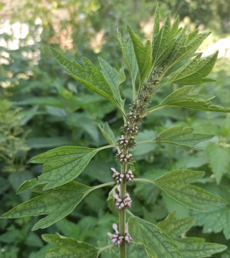 Изображение особи Leonurus quinquelobatus.