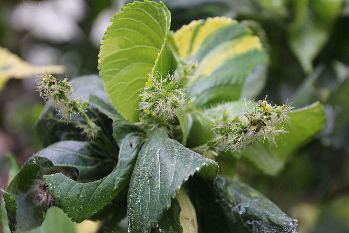 Изображение особи семейство Euphorbiaceae.