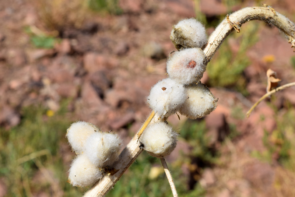 Изображение особи Astragalus sieversianus.