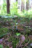 Chimaphila umbellata. Цветущее растение. Республика Татарстан, окр. г. Набережные Челны, Белоусская часть НП «Нижняя Кама» (Челнинское лесничество), сосновый лес с подлеском. 23.07.2022.