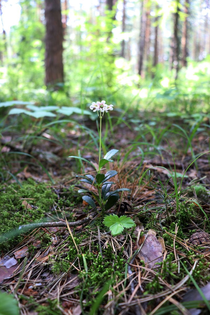 Изображение особи Chimaphila umbellata.