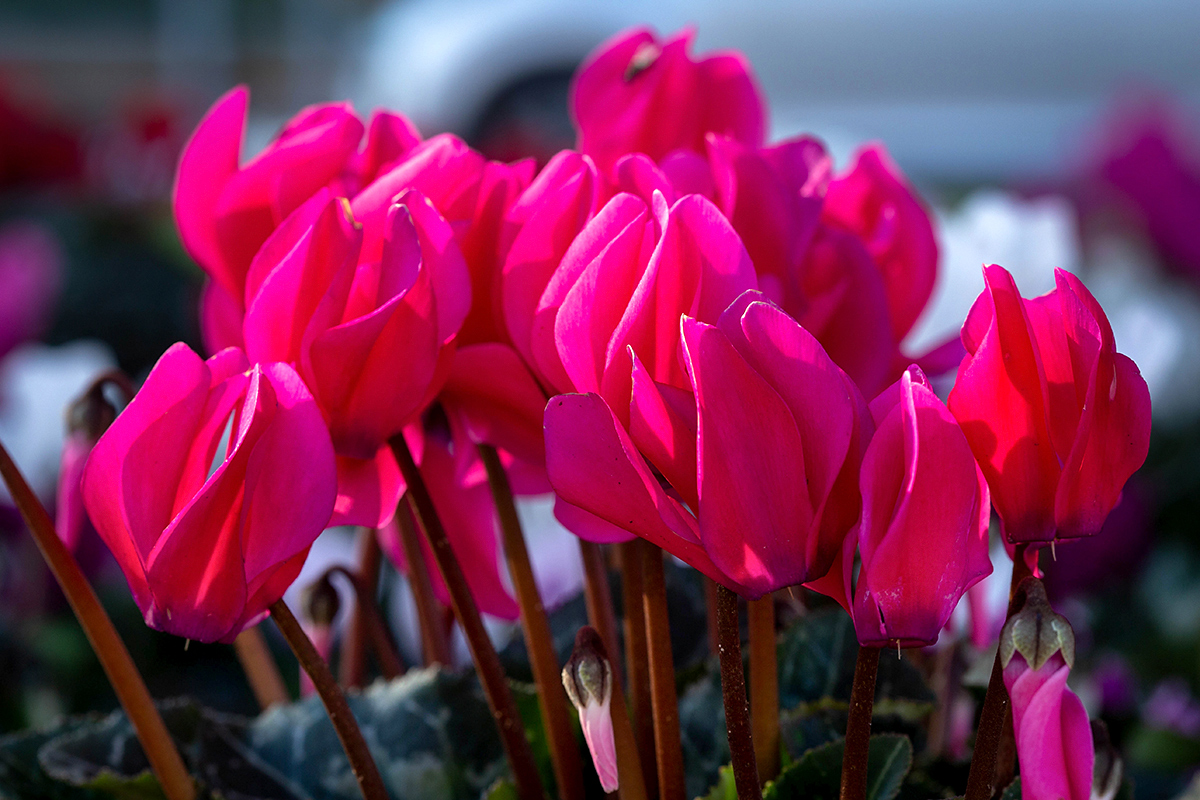 Image of Cyclamen persicum specimen.