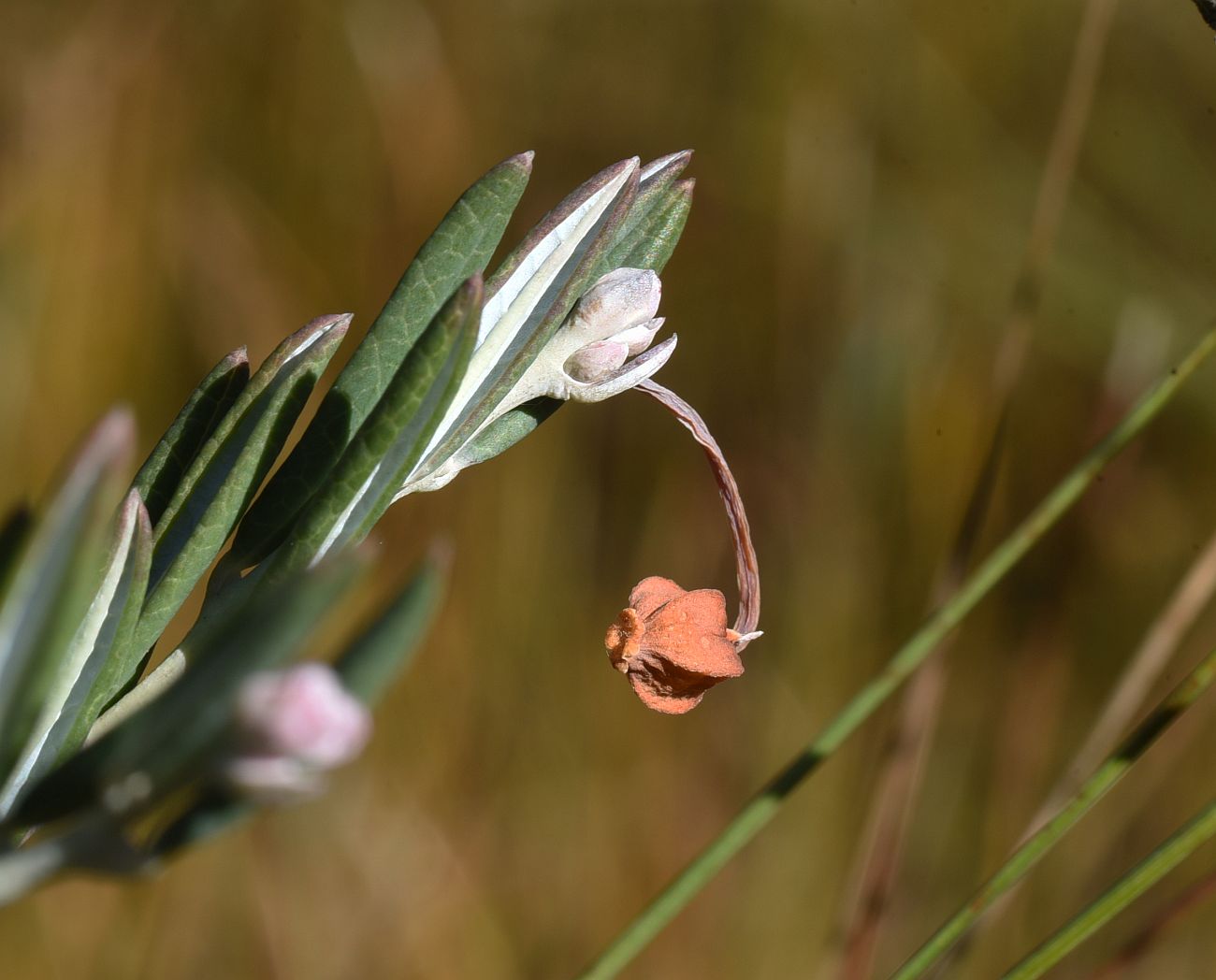 Image of Andromeda polifolia specimen.